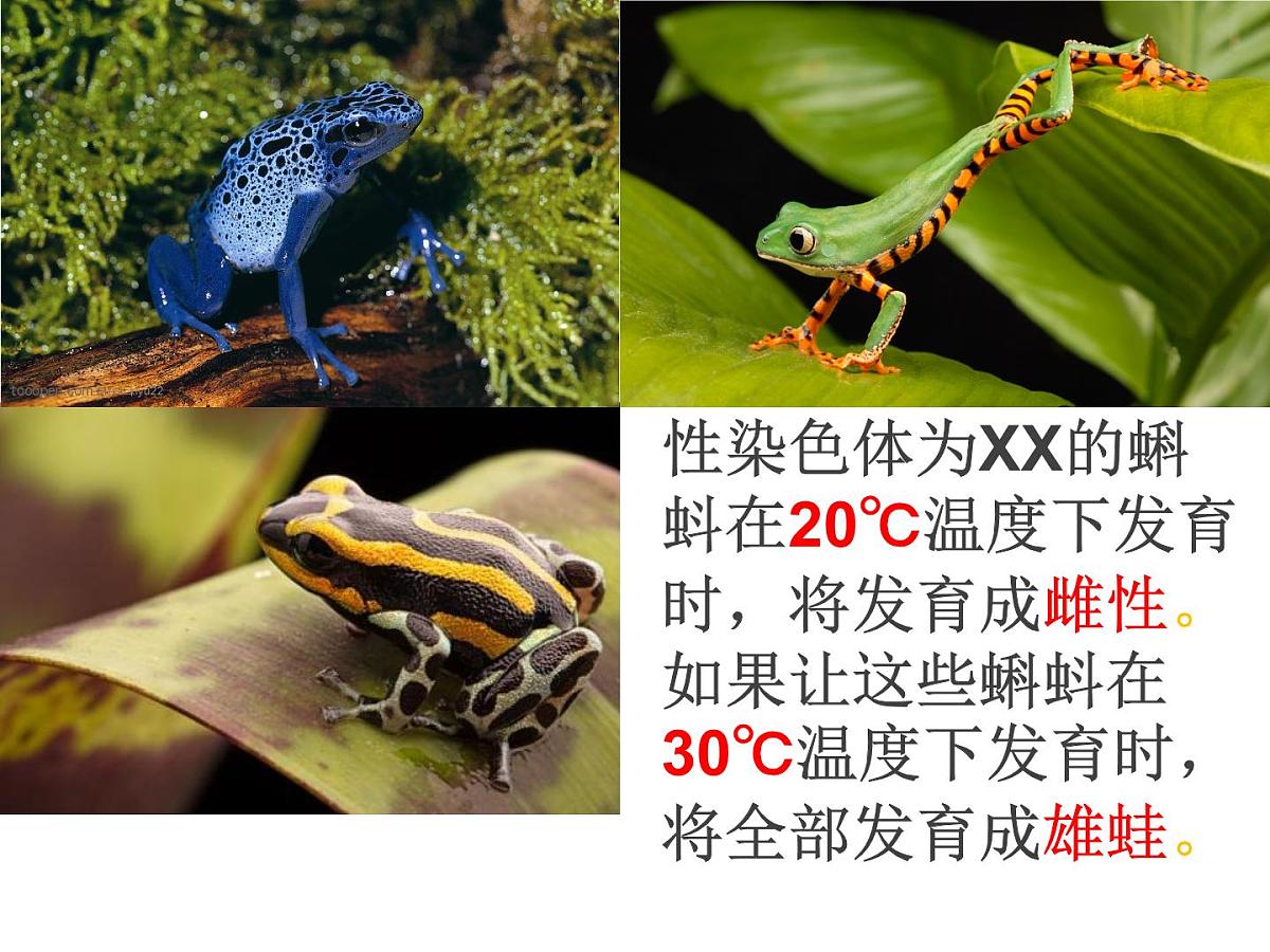 人教版 (新课标)高中生物 必修2 4-2《基因对性状的控制》课件第2页