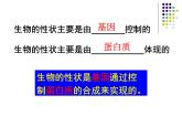 人教版 (新課標(biāo))高中生物 必修2 4-2《基因?qū)π誀畹目刂啤氛n件