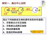 人教版 (新課標(biāo))高中生物 必修2 4-2《基因?qū)π誀畹目刂啤氛n件