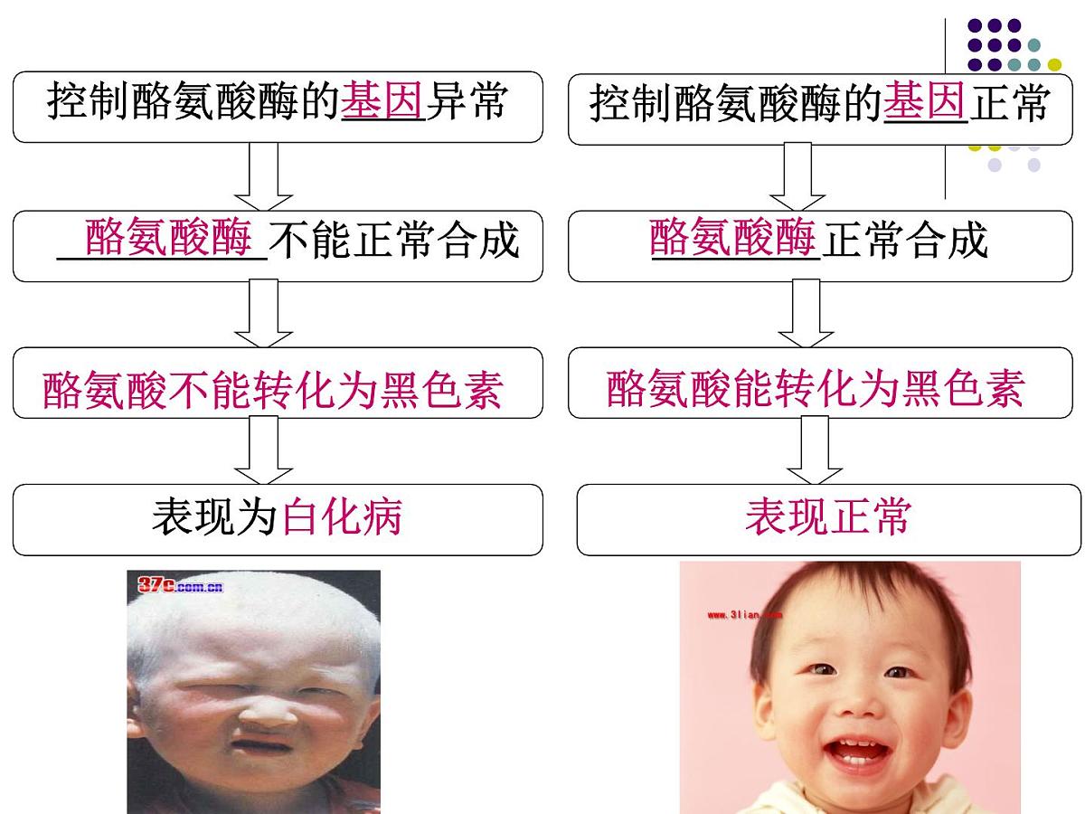 人教版 (新课标)高中生物 必修2 4-2《基因对性状的控制》课件第6页