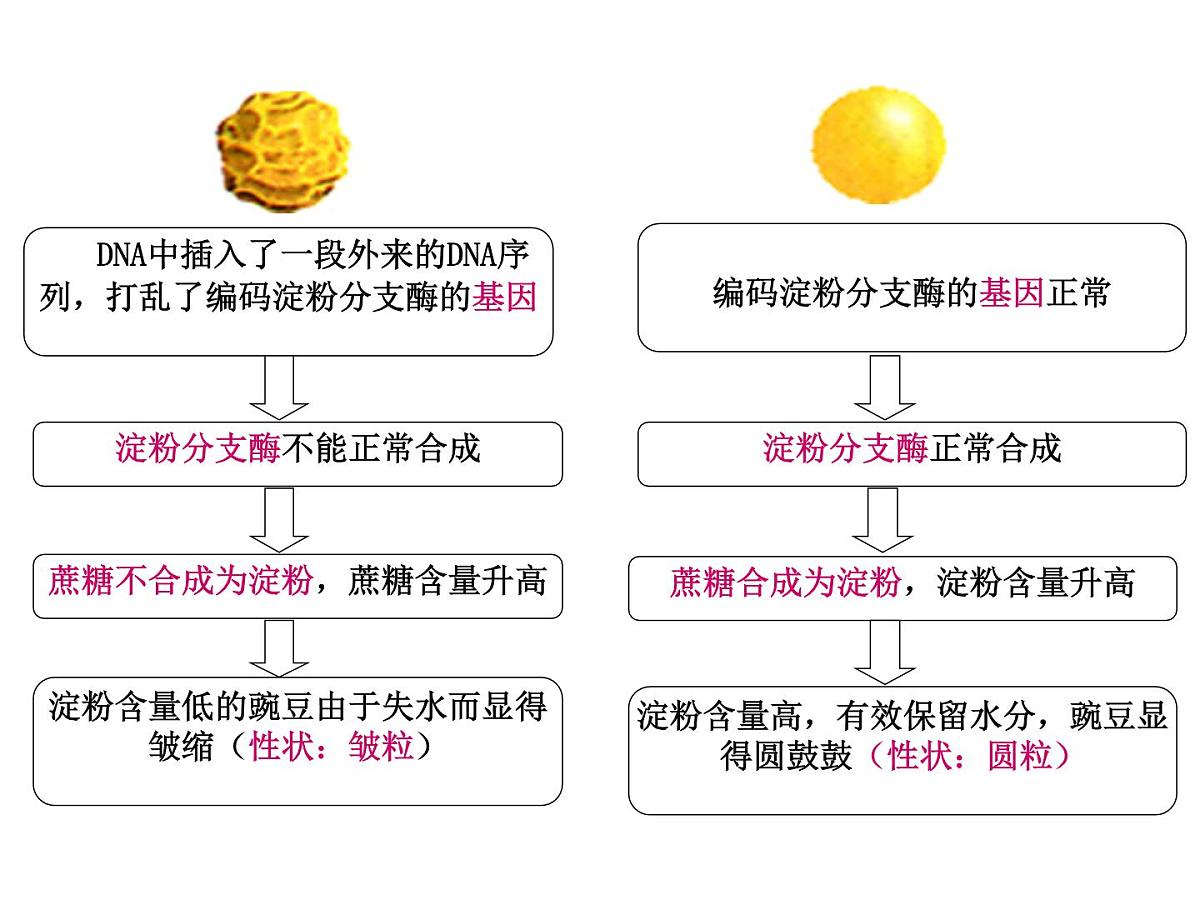 人教版 (新课标)高中生物 必修2 4-2《基因对性状的控制》课件第8页
