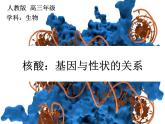 人教版 (新課標)高中生物 必修2 4-2《基因對性狀的控制》復習課件