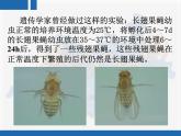 人教版 (新課標)高中生物 必修2 4-2《基因對性狀的控制》復習課件
