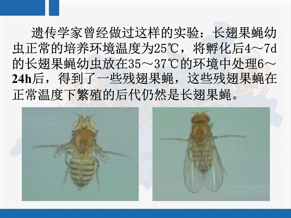 人教版 (新课标)高中生物 必修2 4-2《基因对性状的控制》复习课件第2页