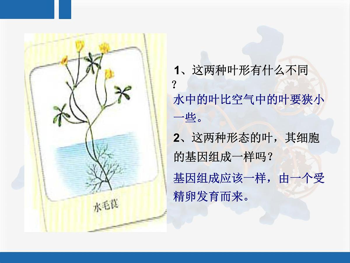 人教版 (新课标)高中生物 必修2 4-2《基因对性状的控制》复习课件第3页