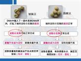 人教版 (新課標)高中生物 必修2 4-2《基因對性狀的控制》復習課件