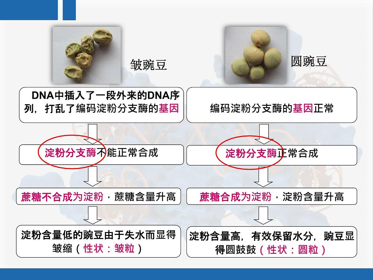 人教版 (新课标)高中生物 必修2 4-2《基因对性状的控制》复习课件第4页