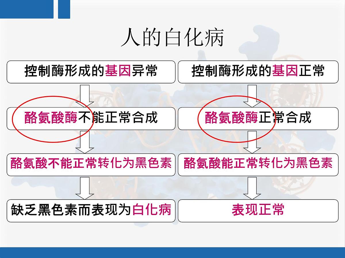 人教版 (新课标)高中生物 必修2 4-2《基因对性状的控制》复习课件第6页