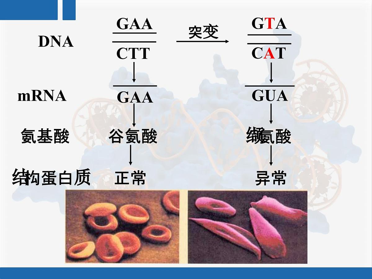人教版 (新课标)高中生物 必修2 4-2《基因对性状的控制》复习课件第7页