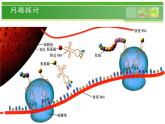 人教版 (新課標(biāo))高中生物 必修2 4-3《遺傳密碼的破譯（選學(xué)）》課件