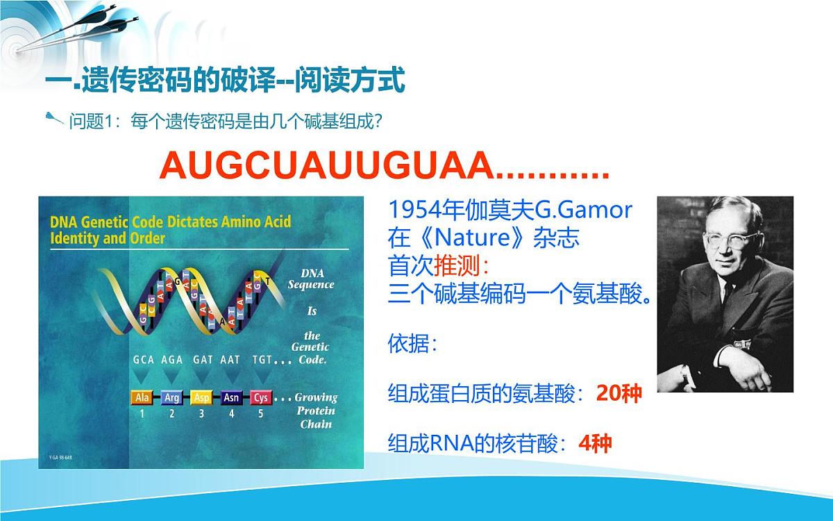 人教版 (新课标)高中生物必修2 4-3《遗传密码的破译（选学）》课件第4页