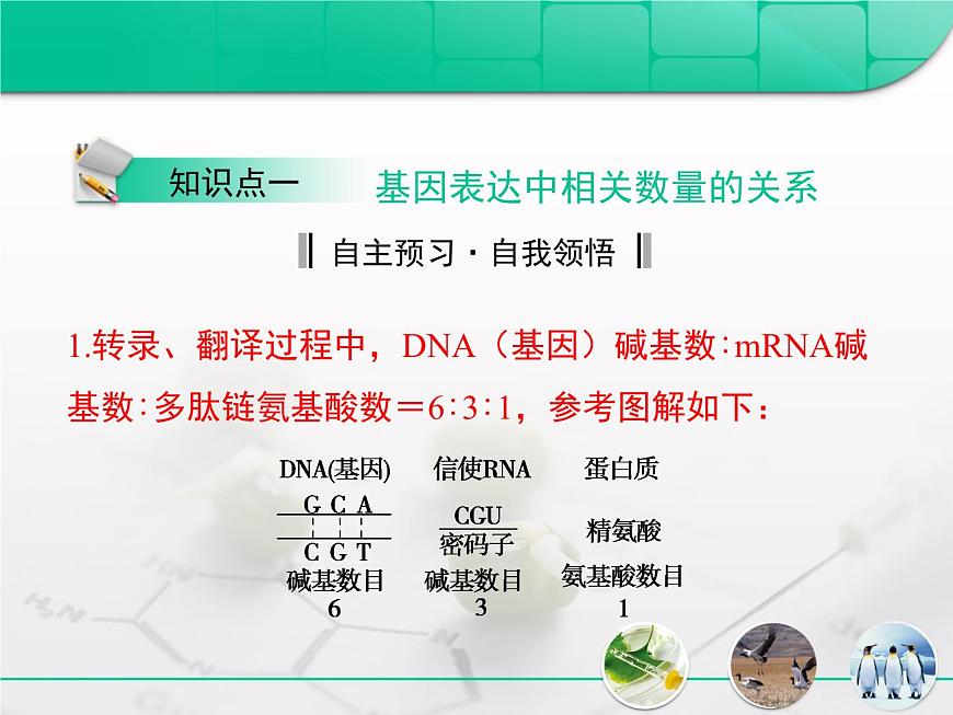 人教版 (新课标)高中生物必修2 第四章《基因的表达》复习课件第2页