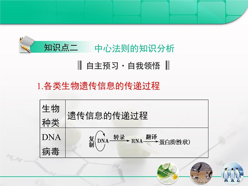 人教版 (新课标)高中生物必修2 第四章《基因的表达》复习课件第7页