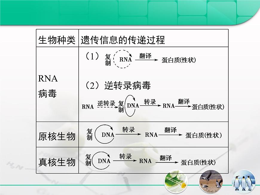 人教版 (新课标)高中生物必修2 第四章《基因的表达》复习课件第8页