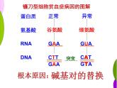 人教版 (新課標(biāo))高中生物必修2 5-1《基因突變和基因重組》課件