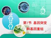 人教版 (新課標(biāo))高中生物必修2 5-1《基因突變和基因重組》復(fù)習(xí)課件