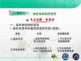 人教版 (新課標(biāo))高中生物必修2 5-2《染色體變異》課件
