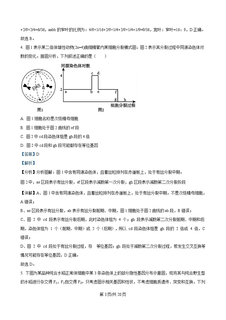 四川省成都市树德中学2024-2025学年高一下学期5月月考生物试题 Word版含解析第3页