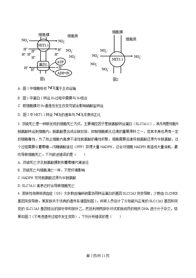 2025届四川省成都石室中学高三适应性考试（一）生物试题（原卷版）第2页