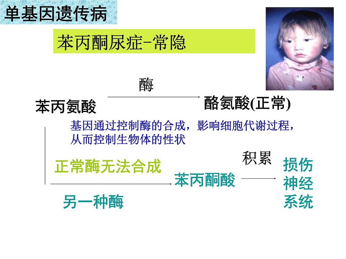 人教版 (新课标)高中生物必修2 5-3《人类遗传病》课件第7页