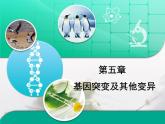 人教版 (新課標(biāo))高中生物必修2 第五章《基因突變及其他變異》復(fù)習(xí)課件