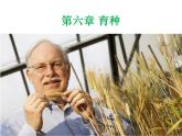 人教版 (新課標(biāo))高中生物必修2 6-1《雜交育種和誘變育種》課件
