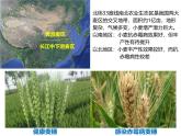 人教版 (新課標(biāo))高中生物必修2 6-1《雜交育種和誘變育種》課件