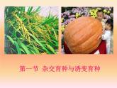 人教版 (新課標(biāo))高中生物必修2 6-1《雜交育種和誘變育種》課件