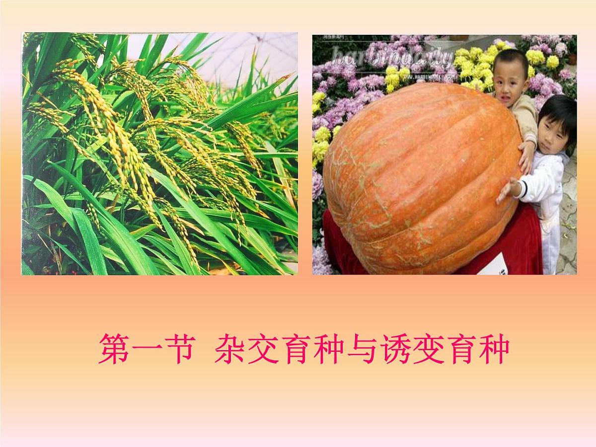 人教版 (新课标)高中生物必修2 6-1《杂交育种和诱变育种》课件第2页