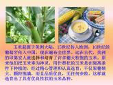 人教版 (新課標(biāo))高中生物必修2 6-1《雜交育種和誘變育種》課件