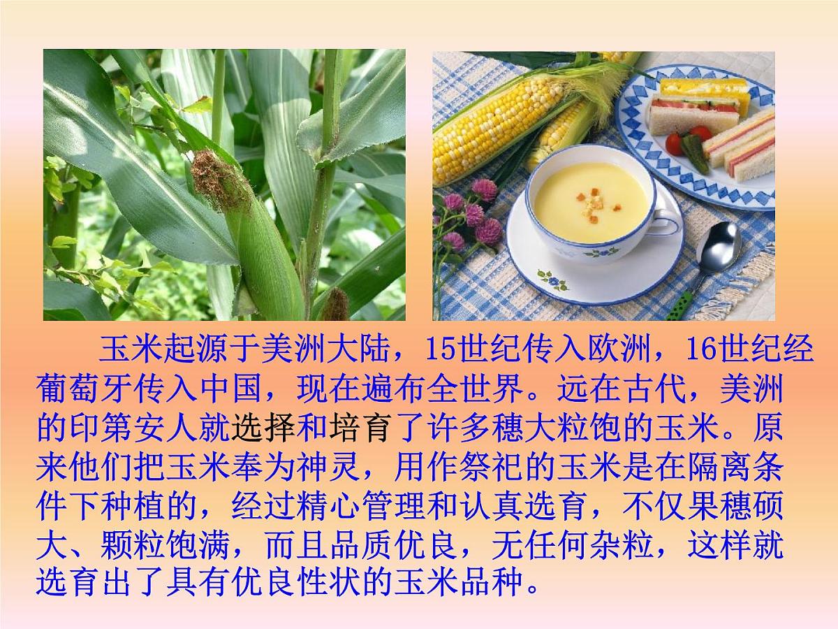 人教版 (新课标)高中生物必修2 6-1《杂交育种和诱变育种》课件第3页