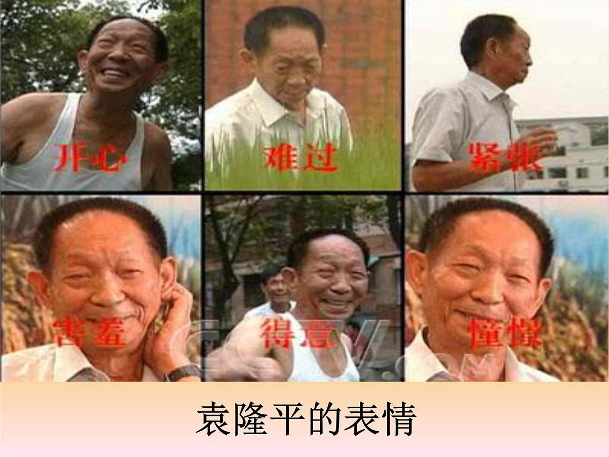 人教版 (新课标)高中生物必修2 6-1《杂交育种和诱变育种》课件第6页