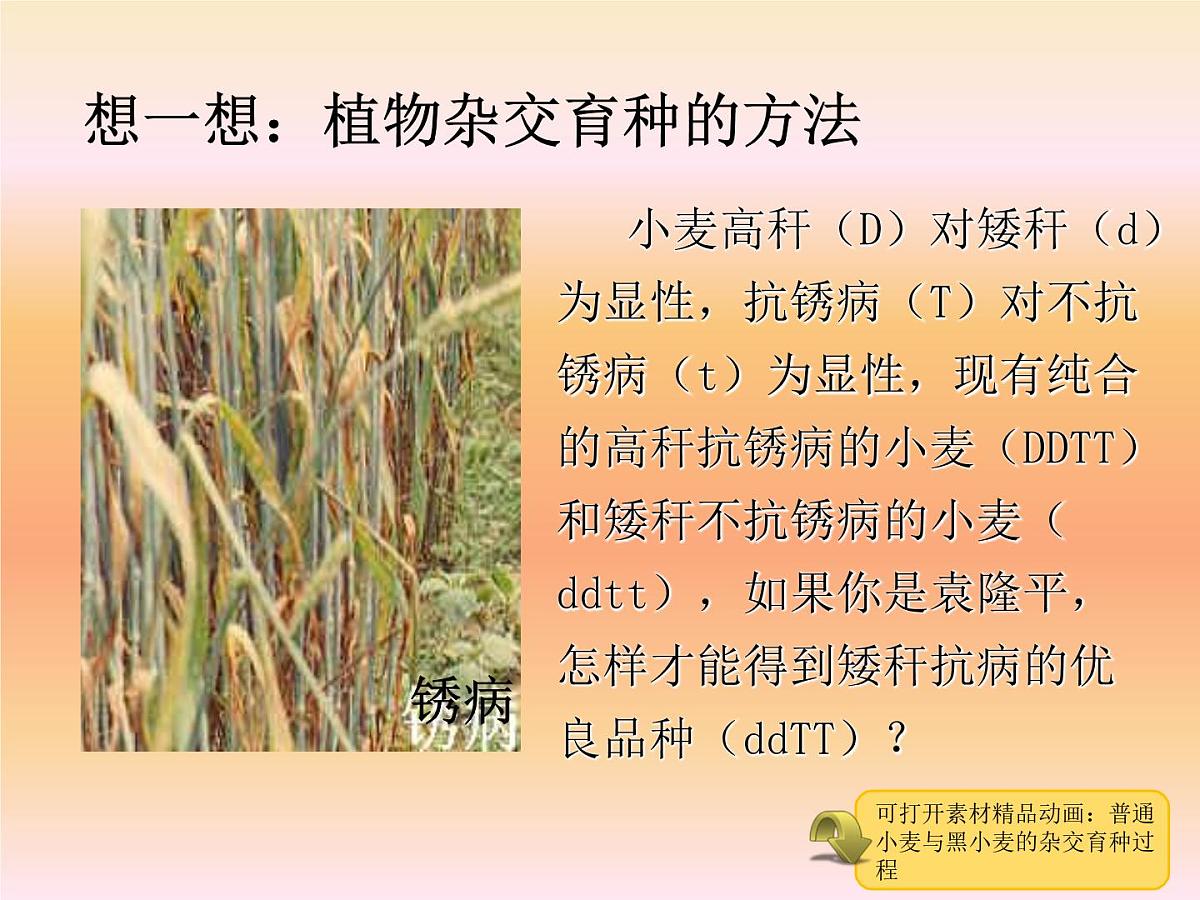 人教版 (新课标)高中生物必修2 6-1《杂交育种和诱变育种》课件第7页