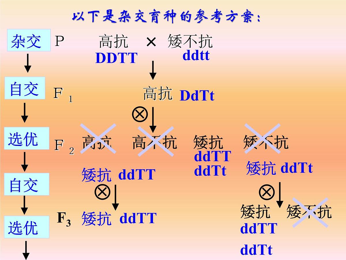 人教版 (新课标)高中生物必修2 6-1《杂交育种和诱变育种》课件第8页