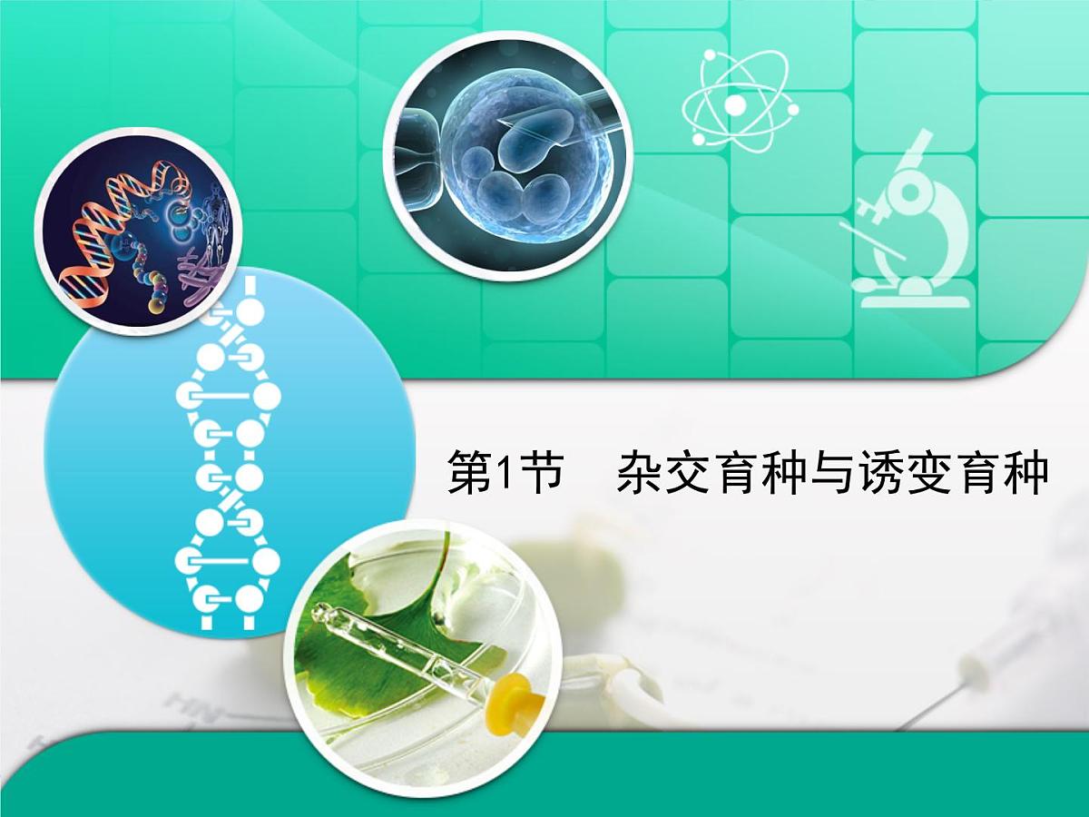 人教版 (新课标)高中生物必修2 6-1《杂交育种与诱变育种》复习课件第1页