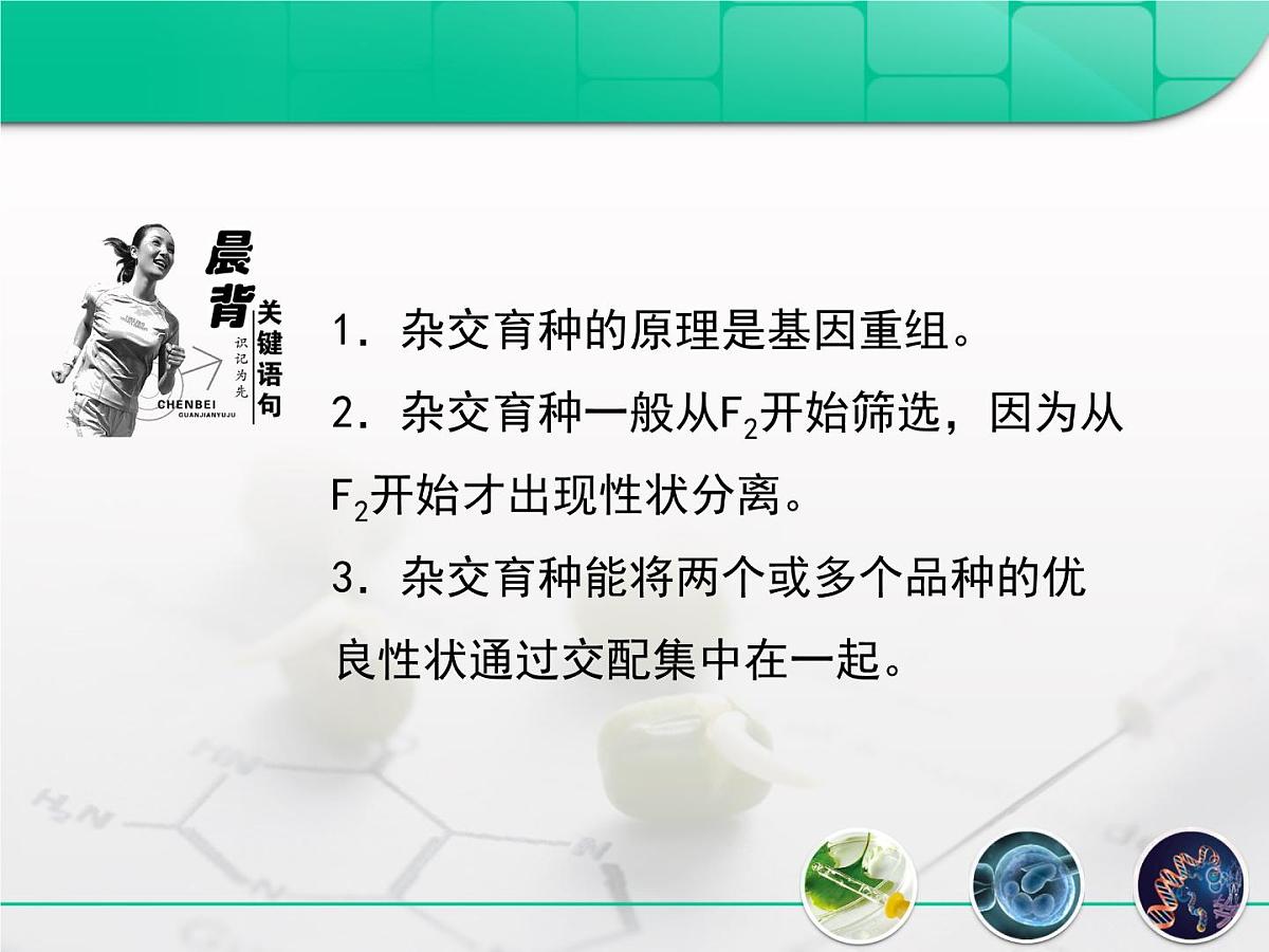 人教版 (新课标)高中生物必修2 6-1《杂交育种与诱变育种》复习课件第3页