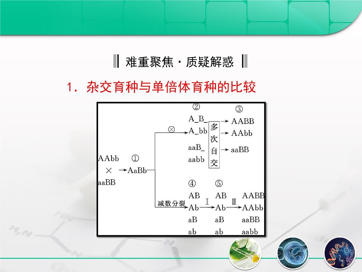 人教版 (新课标)高中生物必修2 6-1《杂交育种与诱变育种》复习课件第7页