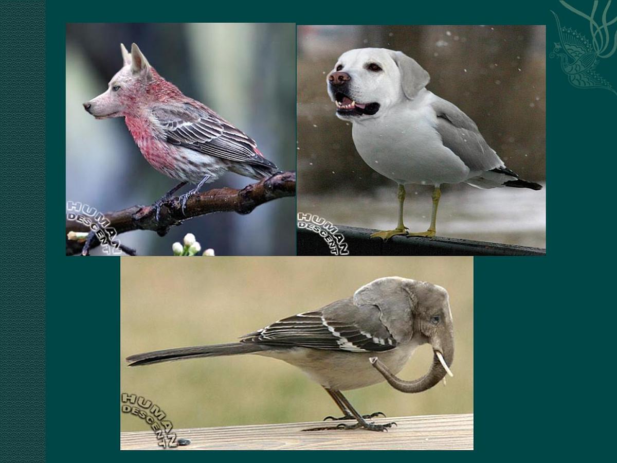 人教版 (新课标)高中生物必修2 6-2《基因工程及其应用》课件第2页