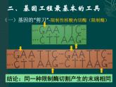 人教版 (新課標)高中生物必修2 6-2《基因工程及其應用》課件
