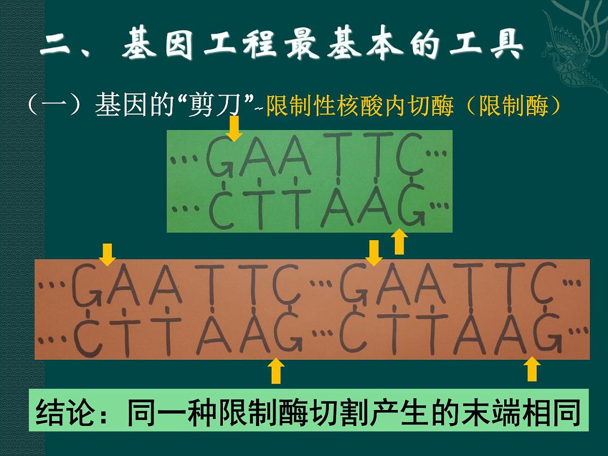 人教版 (新课标)高中生物必修2 6-2《基因工程及其应用》课件第4页