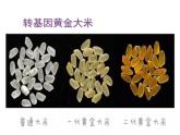人教版 (新課標)高中生物必修2 6-2《基因工程及其應用》課件