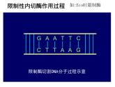 人教版 (新課標)高中生物必修2 6-2《基因工程及其應用》課件