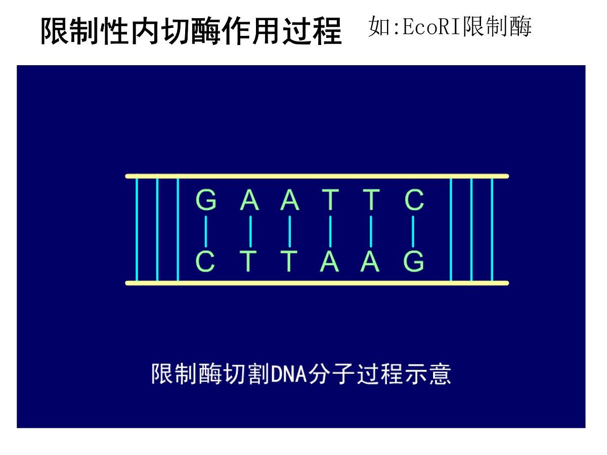人教版 (新课标)高中生物必修2 6-2《基因工程及其应用》课件第4页