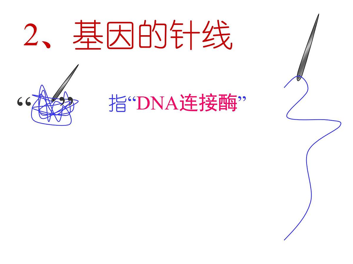 人教版 (新课标)高中生物必修2 6-2《基因工程及其应用》课件第6页