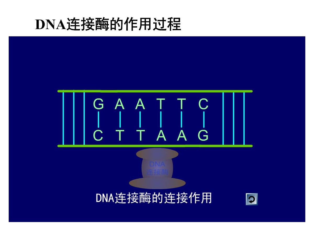 人教版 (新课标)高中生物必修2 6-2《基因工程及其应用》课件第7页