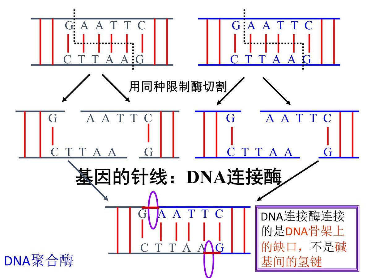 人教版 (新课标)高中生物必修2 6-2《基因工程及其应用》课件第8页