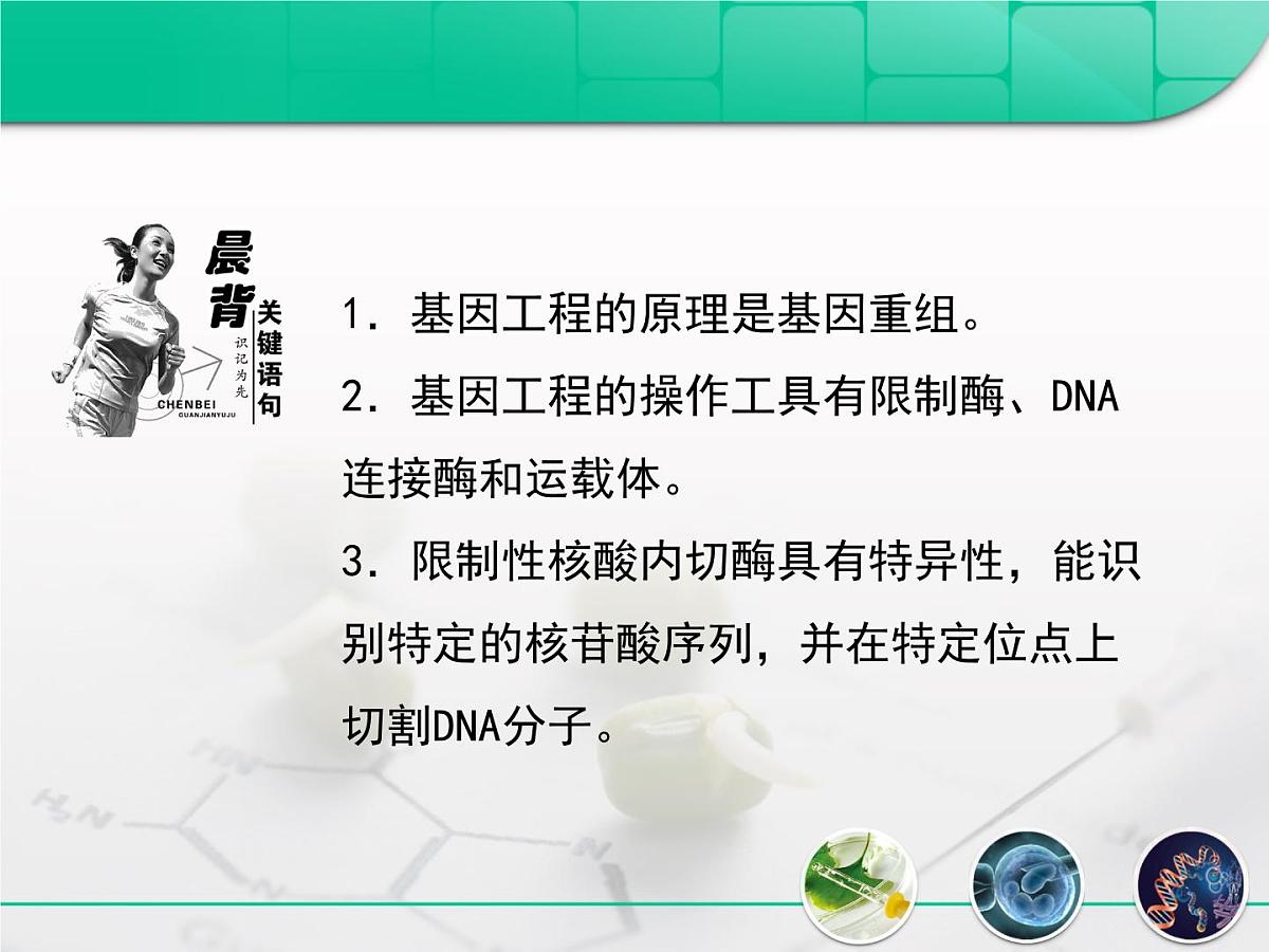 人教版 (新课标)高中生物必修2 6-2《基因工程及其应用》复习课件第3页