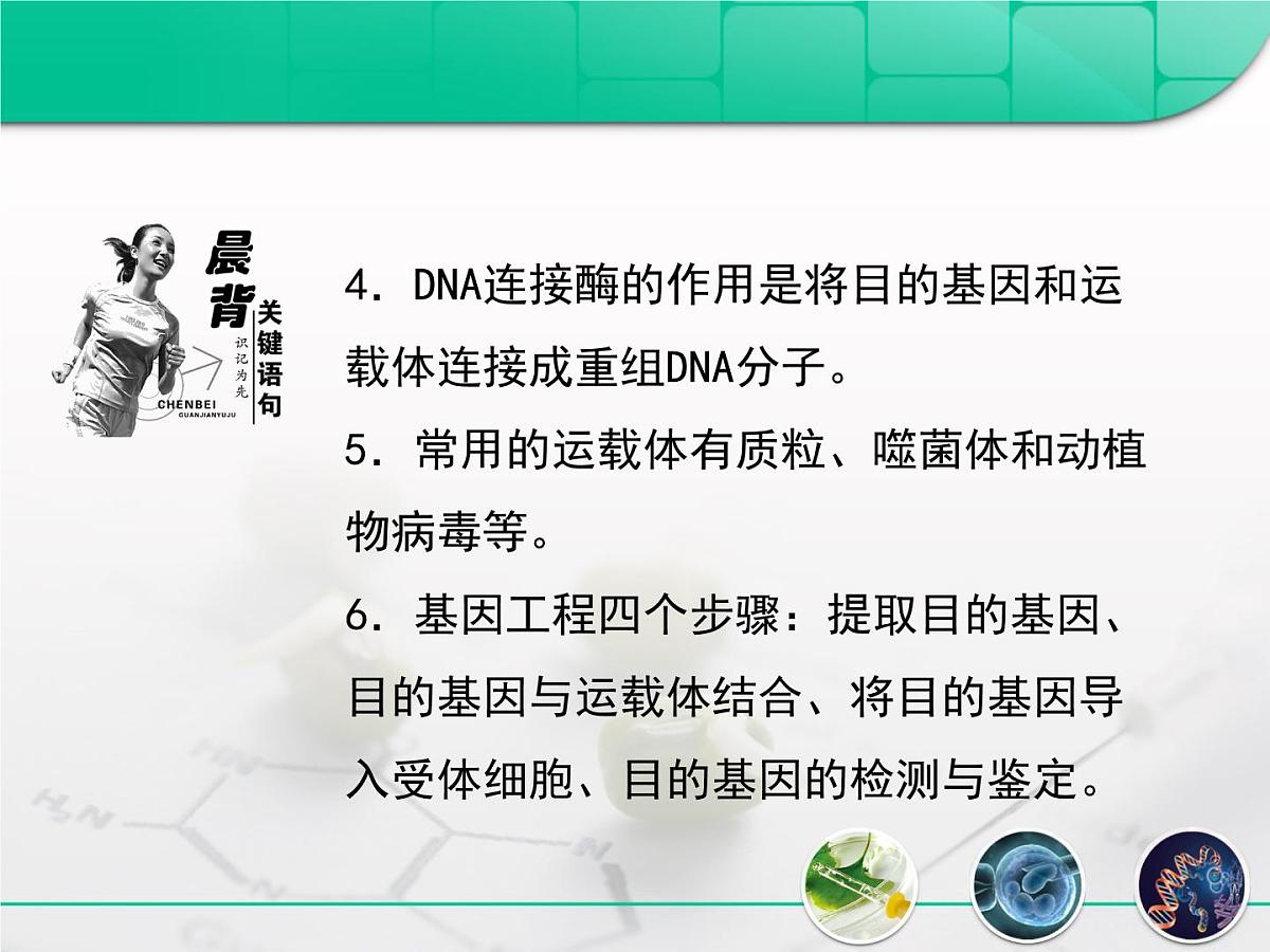 人教版 (新课标)高中生物必修2 6-2《基因工程及其应用》复习课件第4页