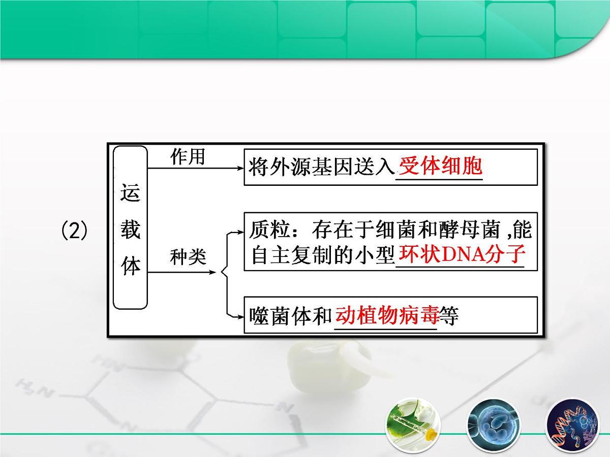 人教版 (新课标)高中生物必修2 6-2《基因工程及其应用》复习课件第7页