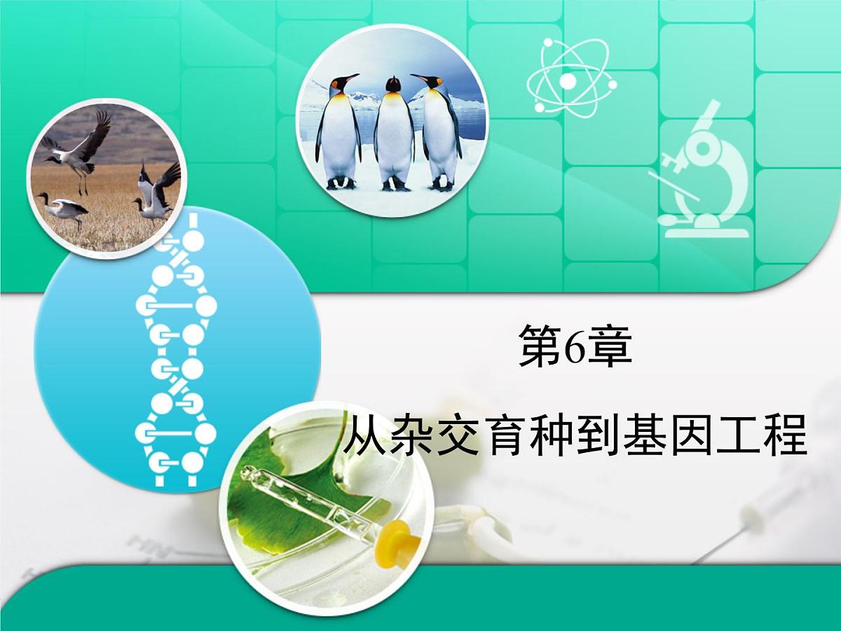 人教版 (新课标)高中生物必修2 第六章《从杂交育种到基因工程》复习课件第1页
